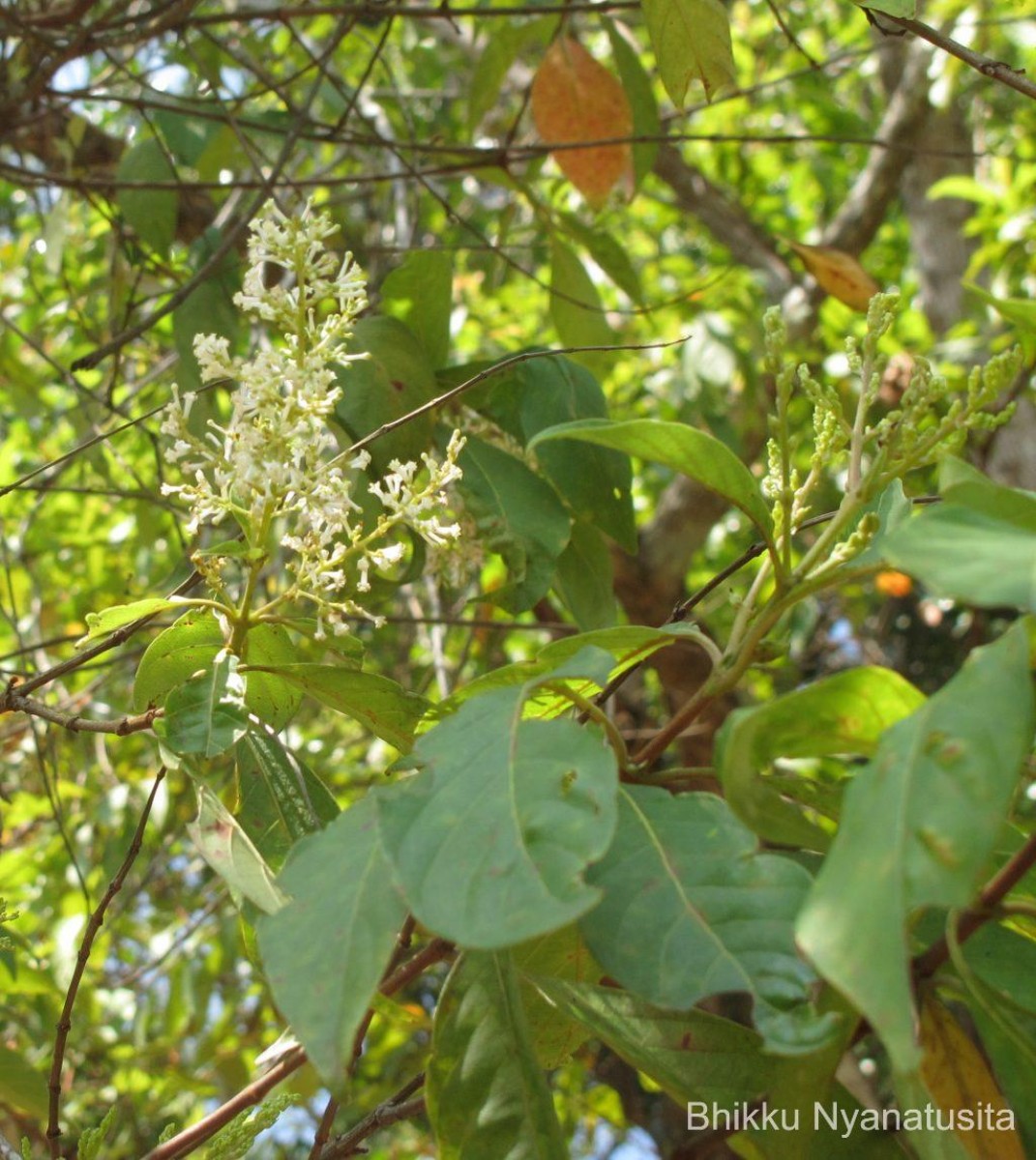 Wendlandia bicuspidata Wight & Arn.